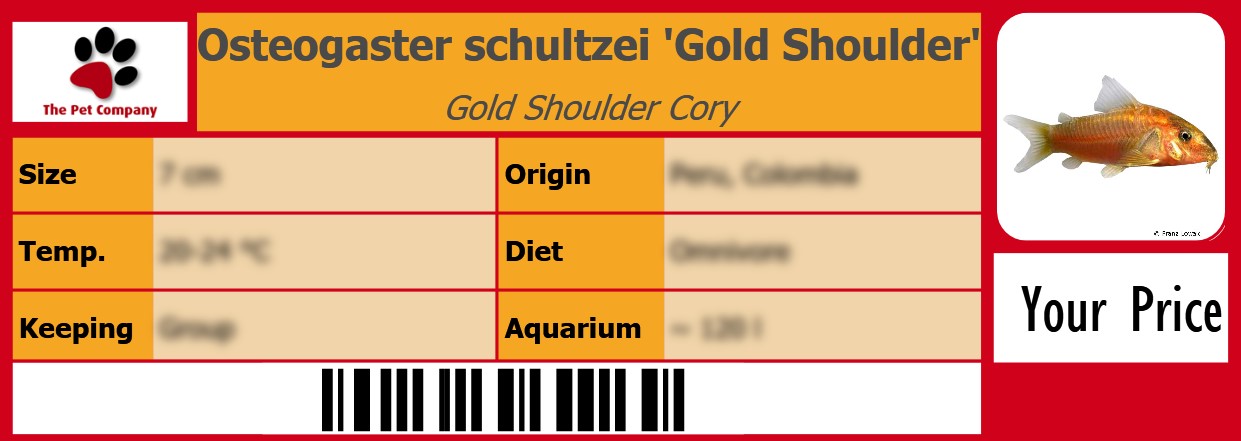 Osteogaster schultzei 'Gold Shoulder' Gold Shoulder Cory 105 x 38 mm