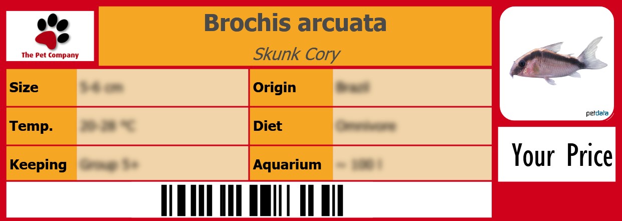 Brochis arcuata Skunk Cory 105 x 38 mm