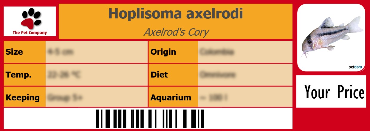 Hoplisoma axelrodi Axelrod's Cory 105 x 38 mm