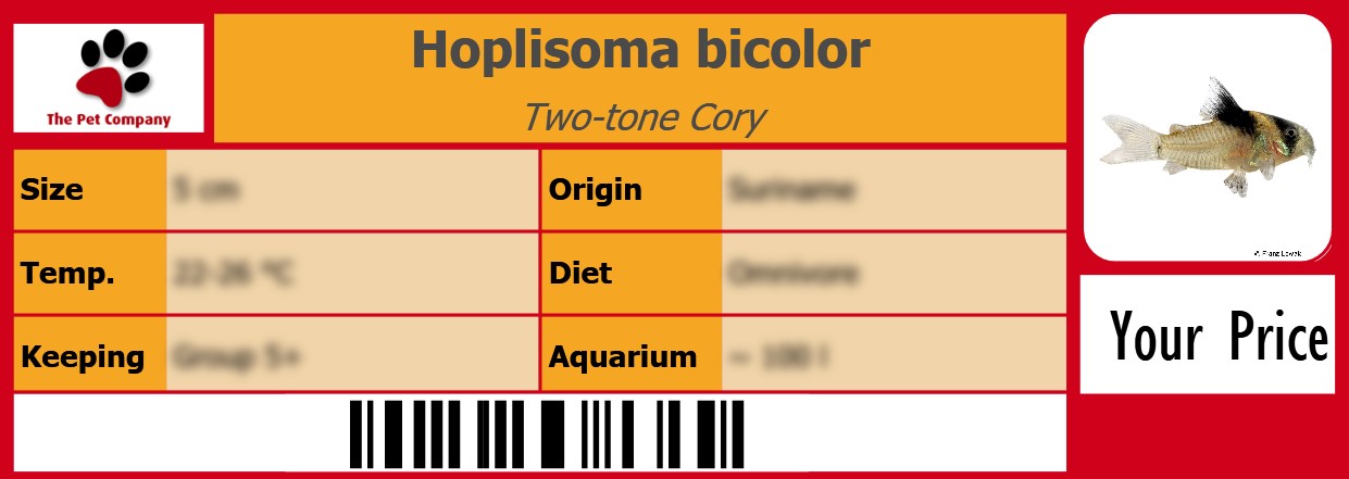 Hoplisoma bicolor Two-tone Cory 105 x 38 mm