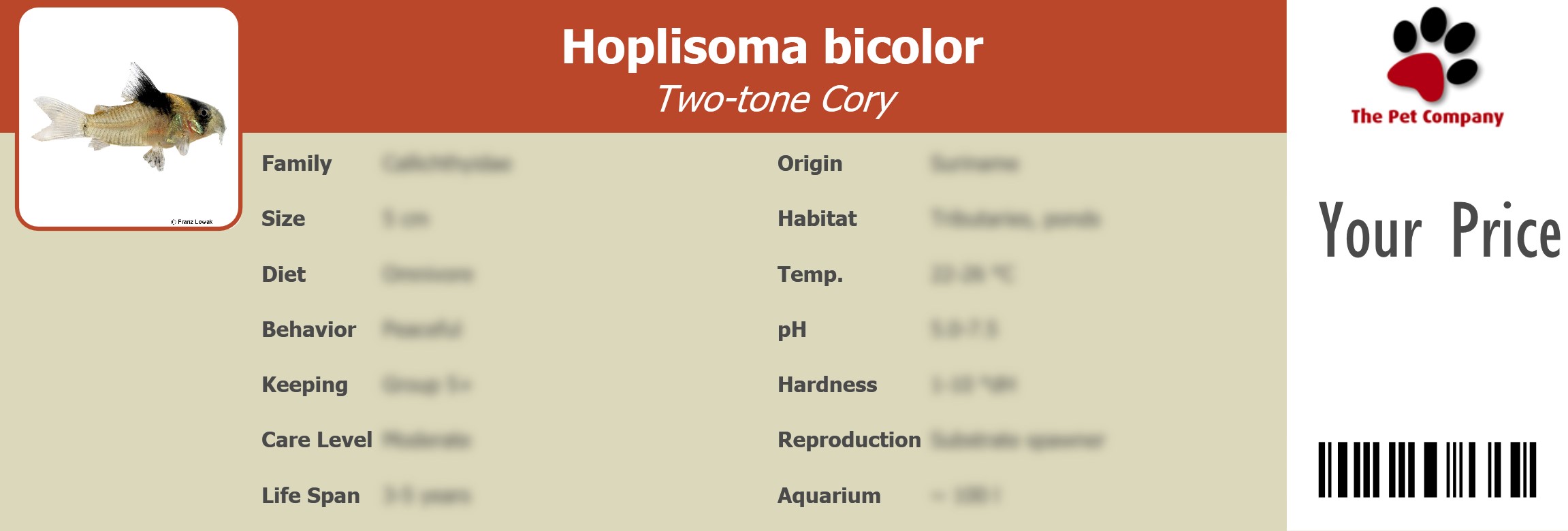 Hoplisoma bicolor Two-tone Cory 195 x 66 mm