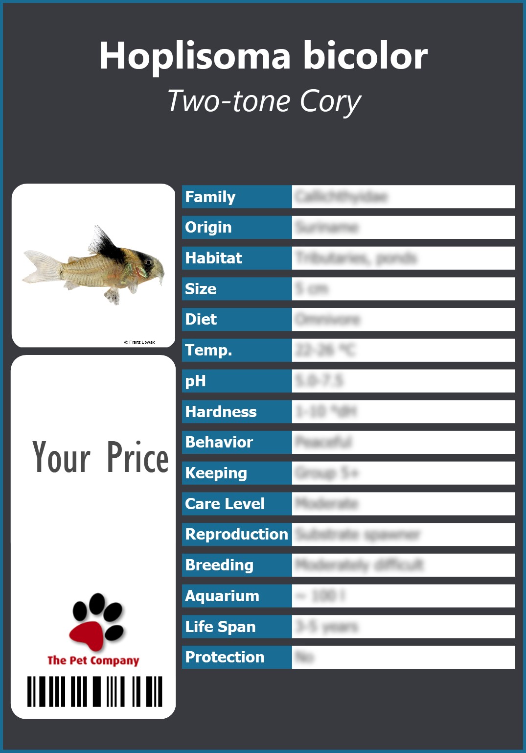 Hoplisoma bicolor Two-tone Cory 91 x 130 mm