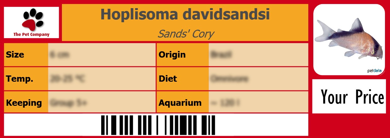 Hoplisoma davidsandsi Sands' Cory 105 x 38 mm