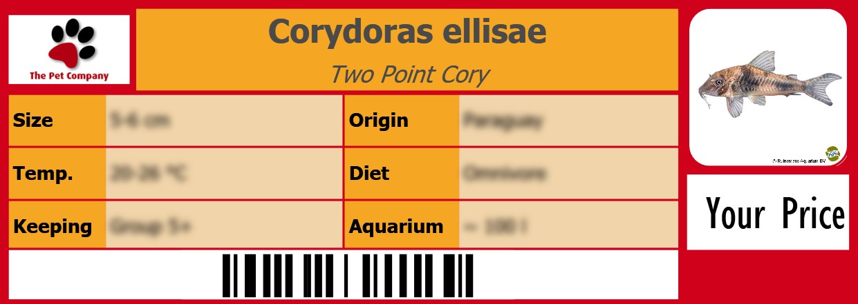 Corydoras ellisae Two Point Cory 105 x 38 mm