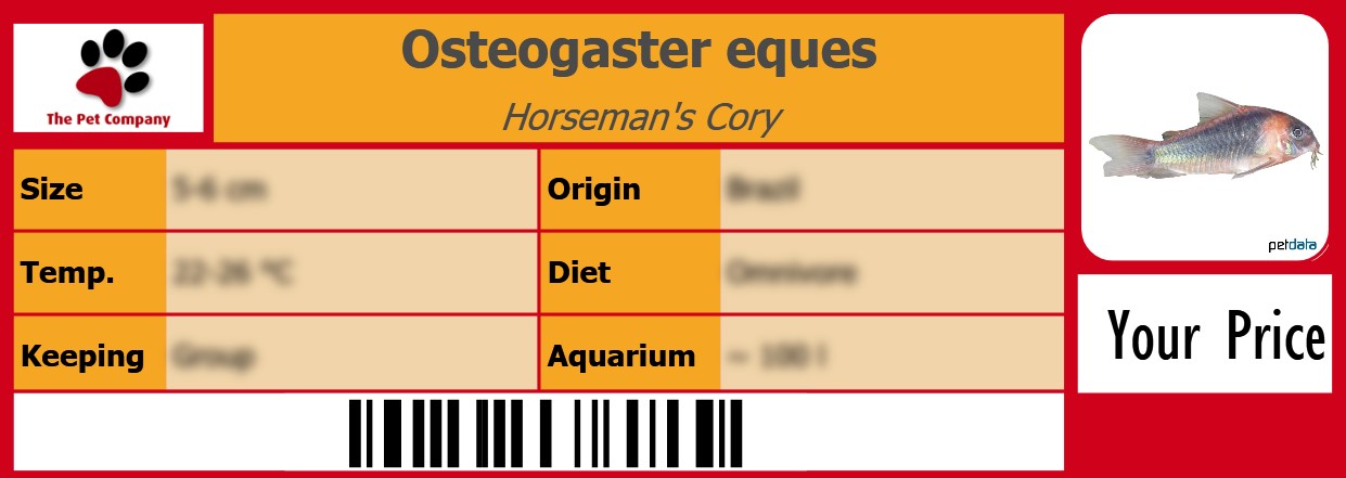 Osteogaster eques Horseman's Cory 105 x 38 mm