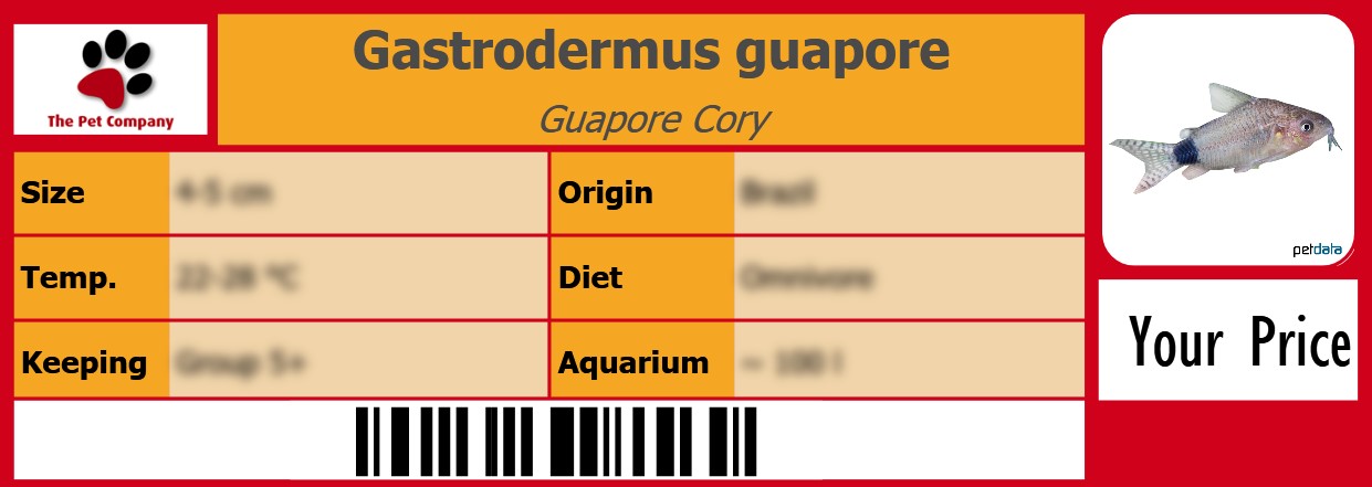 Gastrodermus guapore Guapore Cory 105 x 38 mm