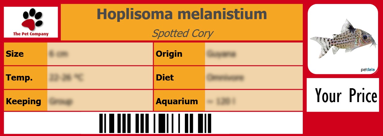 Hoplisoma melanistium Spotted Cory 105 x 38 mm