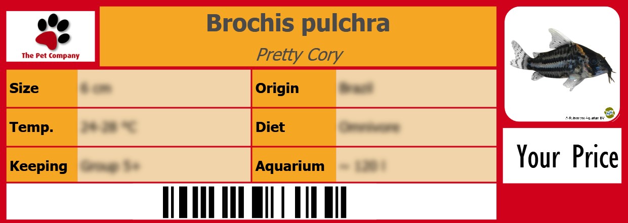 Brochis pulchra Pretty Cory 105 x 38 mm