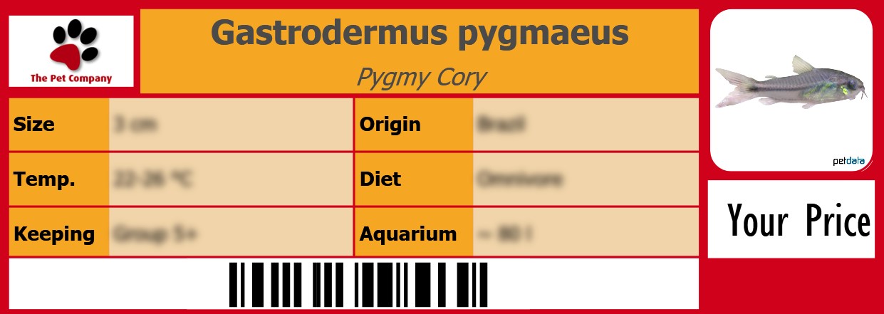 Gastrodermus pygmaeus Pygmy Cory 105 x 38 mm