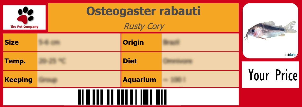 Osteogaster rabauti Rusty Cory 105 x 38 mm