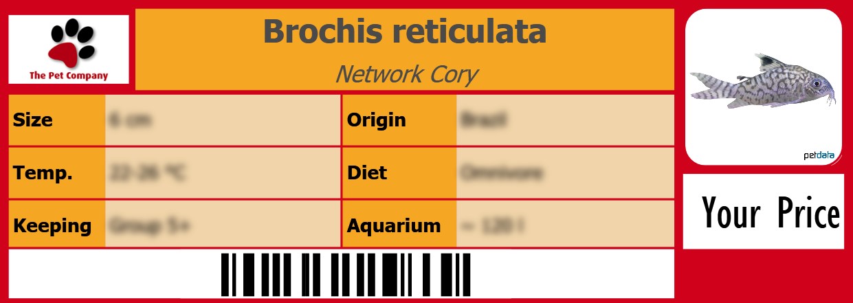 Brochis reticulata Network Cory 105 x 38 mm