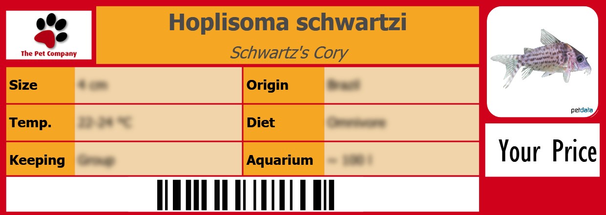 Hoplisoma schwartzi Schwartz's Cory 105 x 38 mm