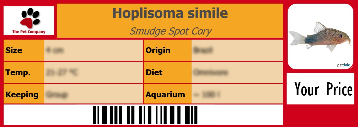 Hoplisoma simile Smudge Spot Cory 105 x 38 mm