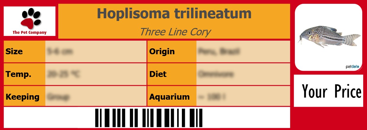 Hoplisoma trilineatum Three Line Cory 105 x 38 mm