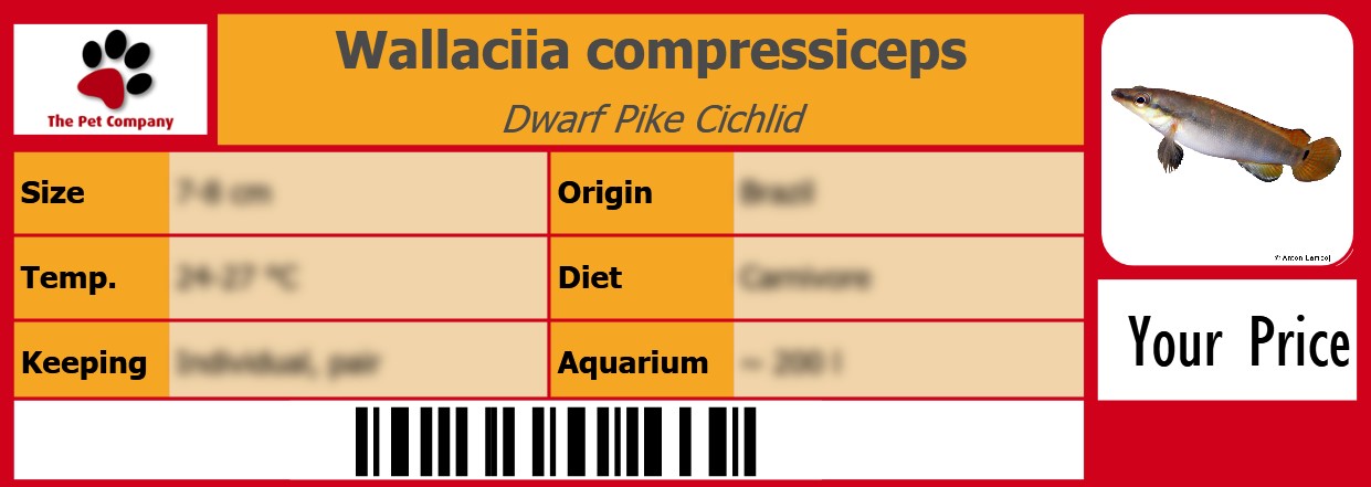 Wallaciia compressiceps Dwarf Pike Cichlid 105 x 38 mm