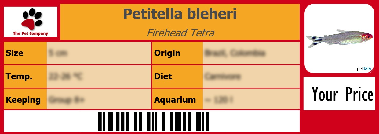 Petitella bleheri Firehead Tetra 105 x 38 mm