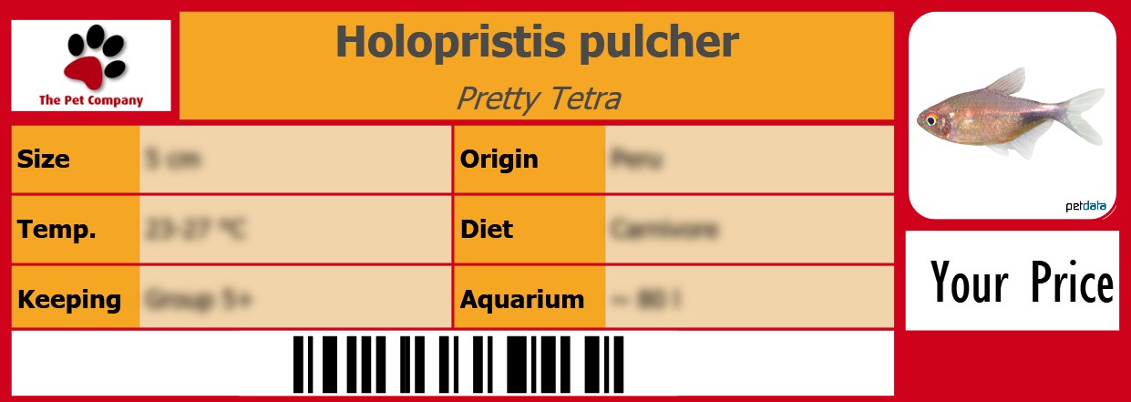 Holopristis pulcher Pretty Tetra 105 x 38 mm