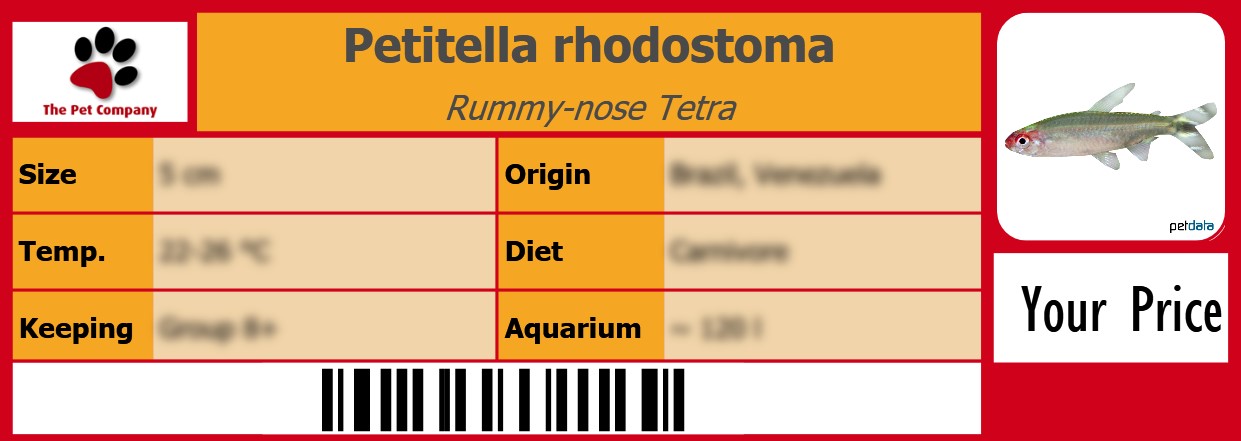 Petitella rhodostoma Rummy-nose Tetra 105 x 38 mm