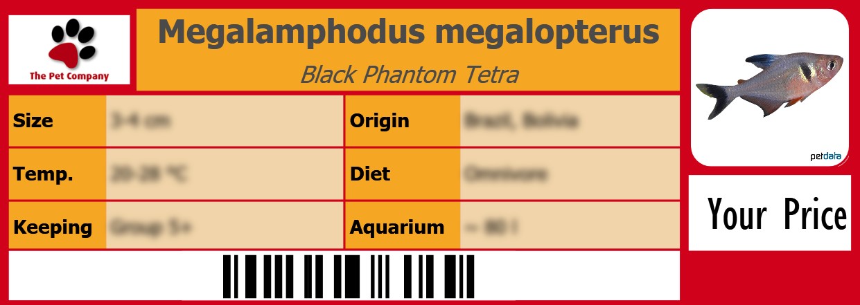 Megalamphodus megalopterus Black Phantom Tetra 105 x 38 mm