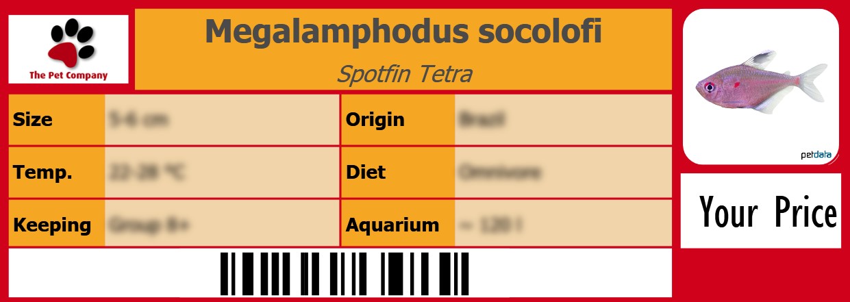 Megalamphodus socolofi Spotfin Tetra 105 x 38 mm