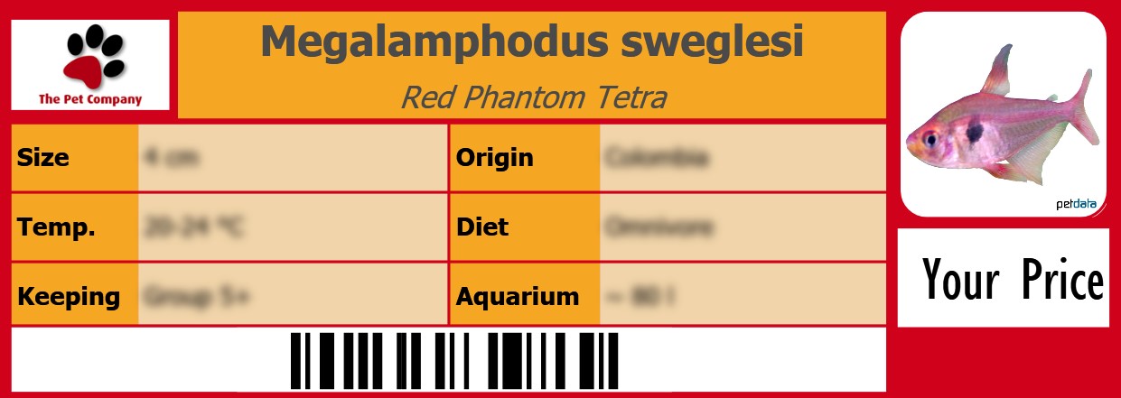 Megalamphodus sweglesi Red Phantom Tetra 105 x 38 mm