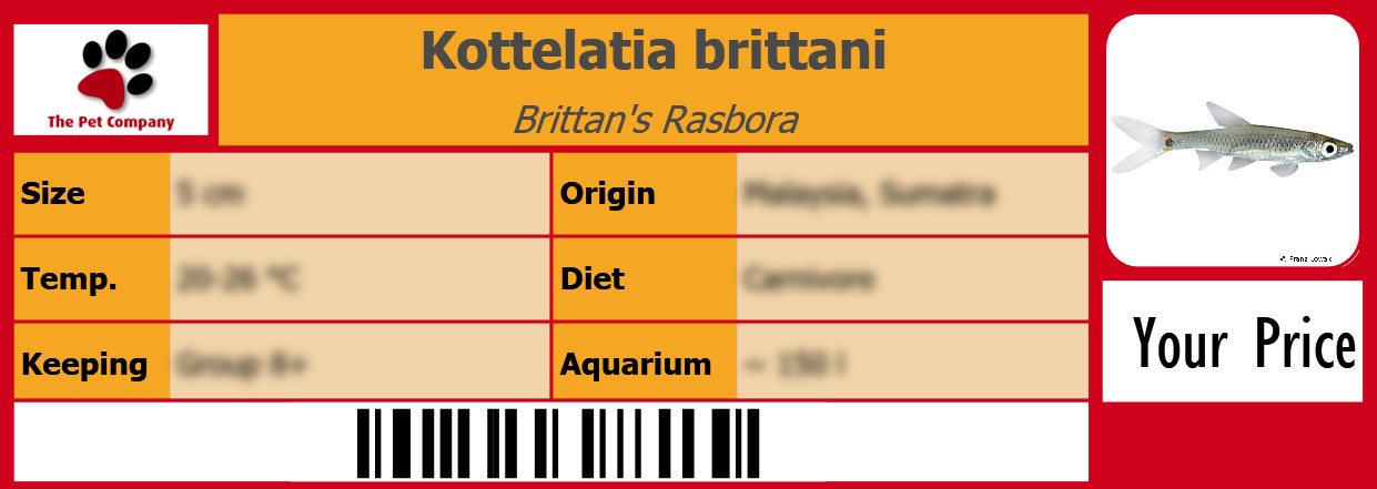 Kottelatia brittani Brittan's Rasbora 105 x 38 mm