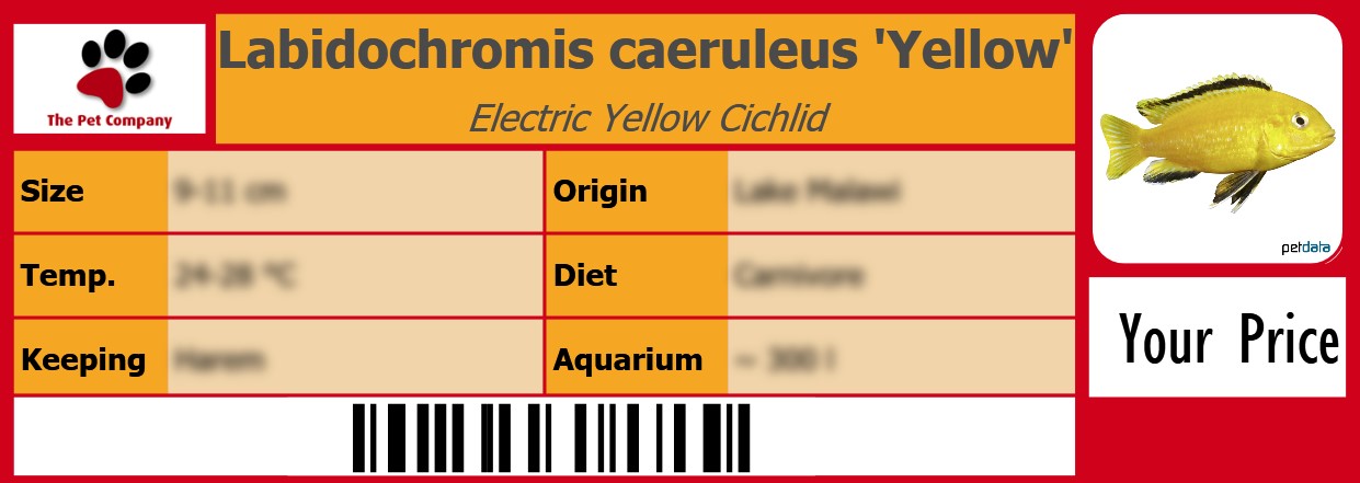 Labidochromis caeruleus 'Yellow' Electric Yellow Cichlid 105 x 38 mm