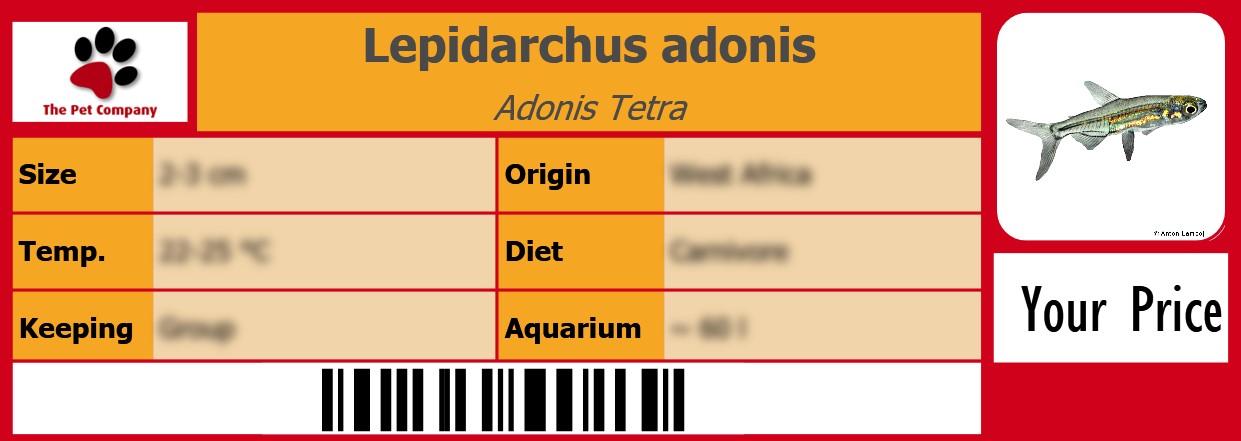Lepidarchus adonis Adonis Tetra 105 x 38 mm