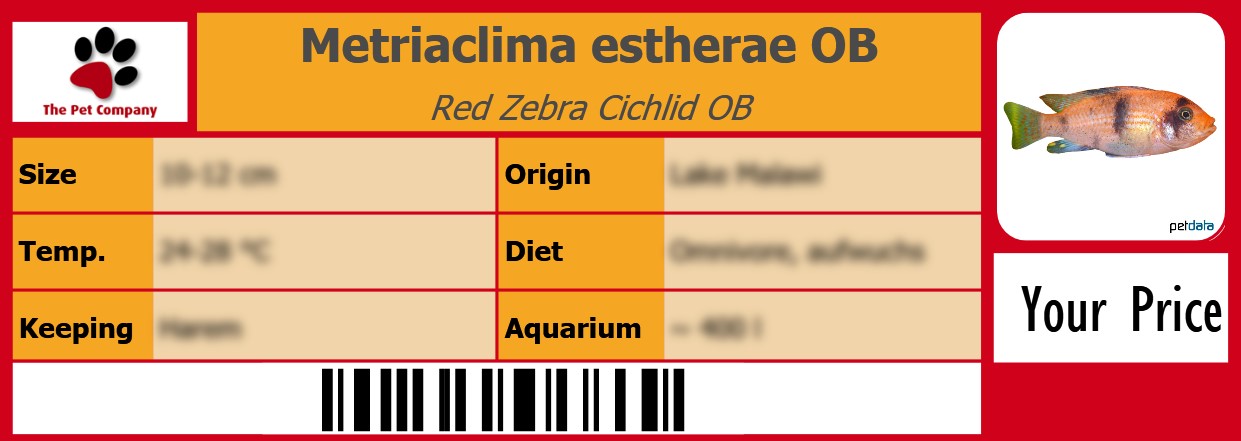 Metriaclima estherae OB Red Zebra Cichlid OB 105 x 38 mm