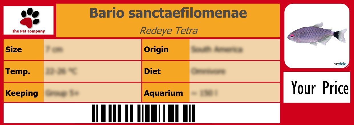 Bario sanctaefilomenae Redeye Tetra 105 x 38 mm