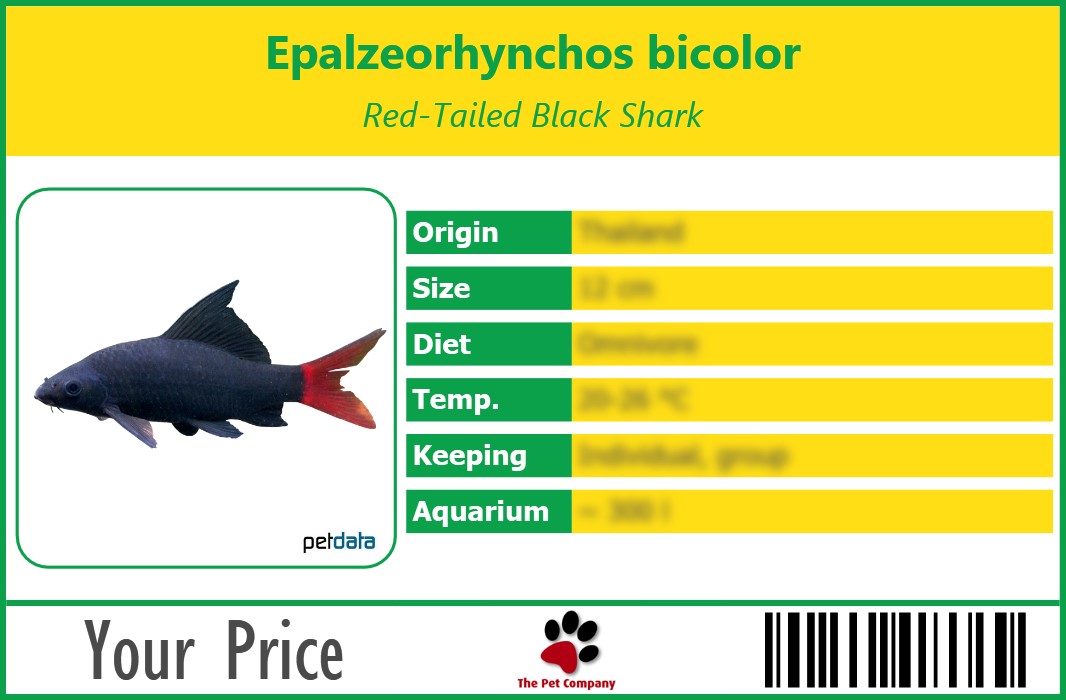 Epalzeorhynchos bicolor Red-Tailed Black Shark 90 x 60 mm