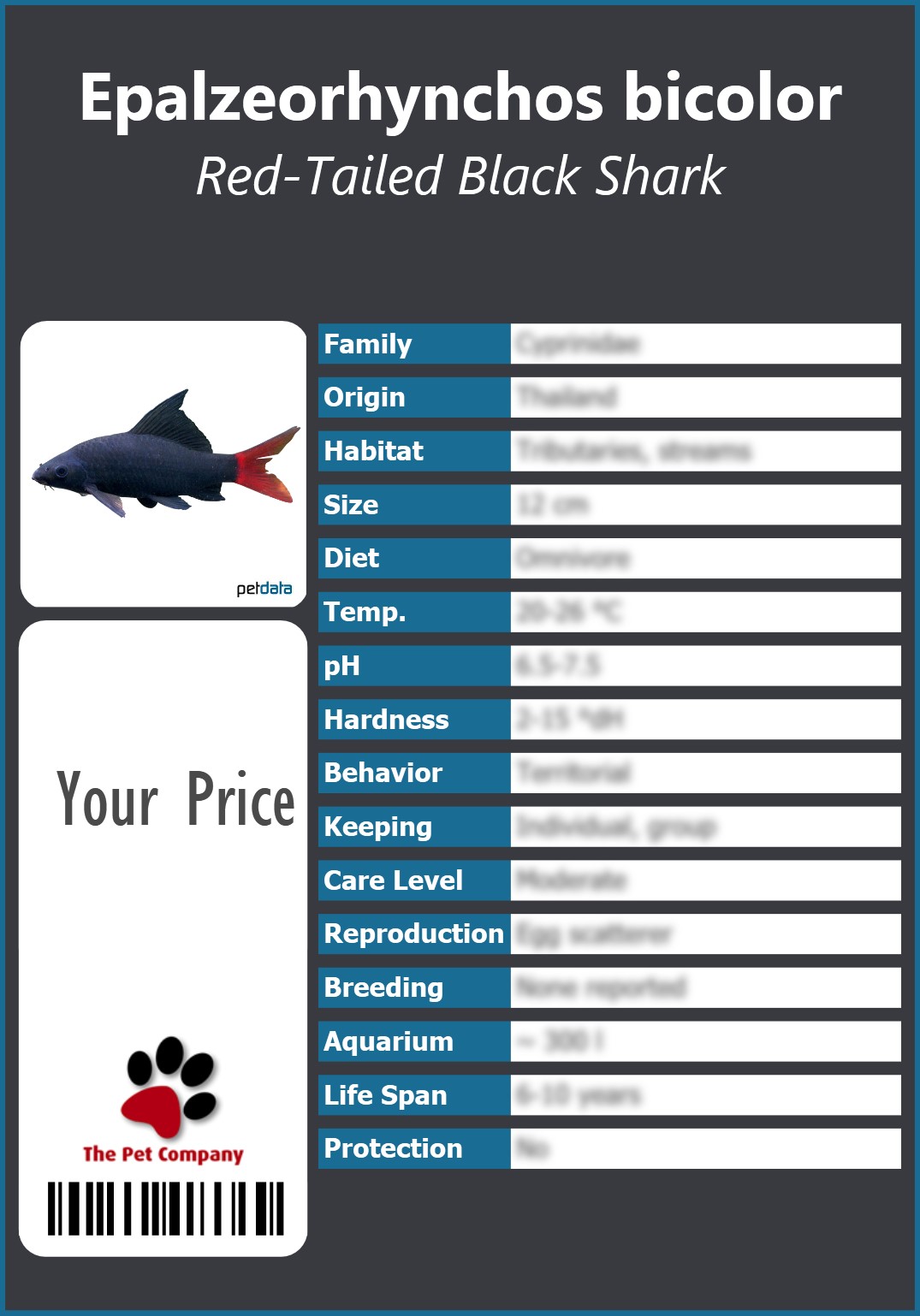 Epalzeorhynchos bicolor Red-Tailed Black Shark 91 x 130 mm