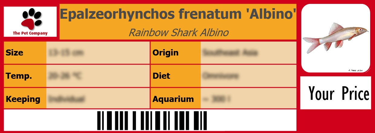 Epalzeorhynchos frenatum 'Albino' Rainbow Shark Albino 105 x 38 mm