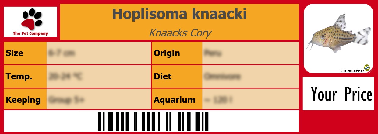 Hoplisoma knaacki Knaacks Cory 105 x 38 mm