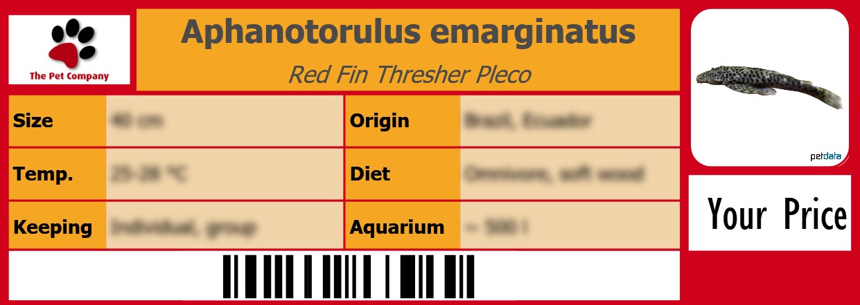 Aphanotorulus emarginatus Red Fin Thresher Pleco 105 x 38 mm