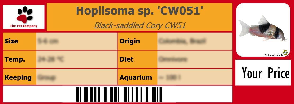 Hoplisoma sp. 'CW051' Black-saddled Cory CW51 105 x 38 mm