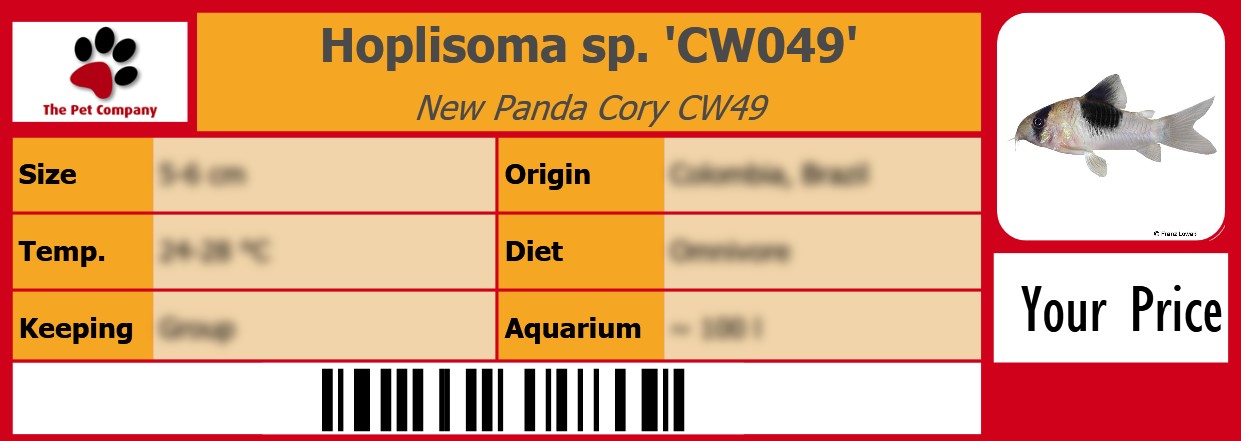 Hoplisoma sp. 'CW049' New Panda Cory CW49 105 x 38 mm