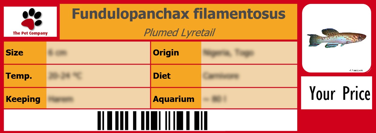 Fundulopanchax filamentosus Plumed Lyretail 105 x 38 mm