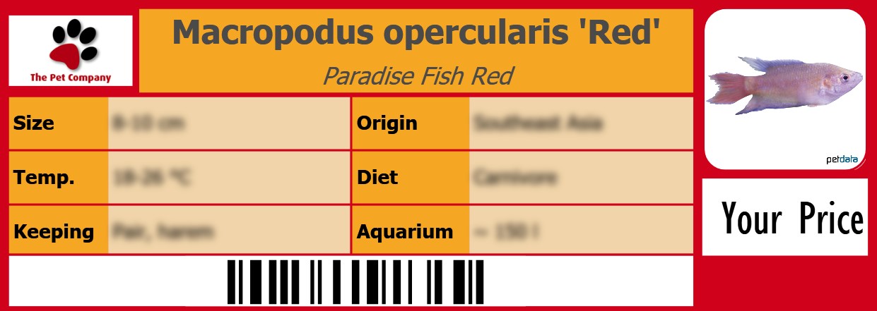 Macropodus opercularis 'Red' Paradise Fish Red 105 x 38 mm
