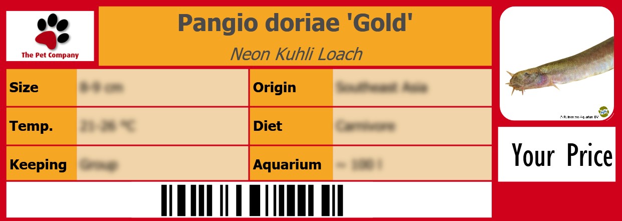 Pangio doriae 'Gold' Neon Kuhli Loach 105 x 38 mm