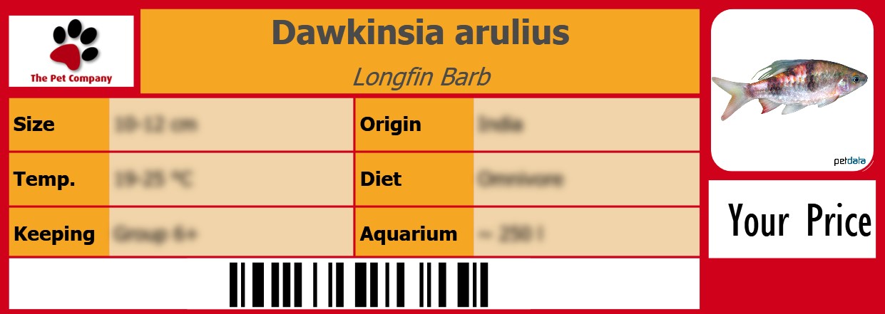 Dawkinsia arulius Longfin Barb 105 x 38 mm