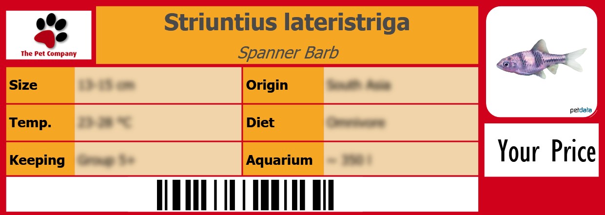 Striuntius lateristriga Spanner Barb 105 x 38 mm