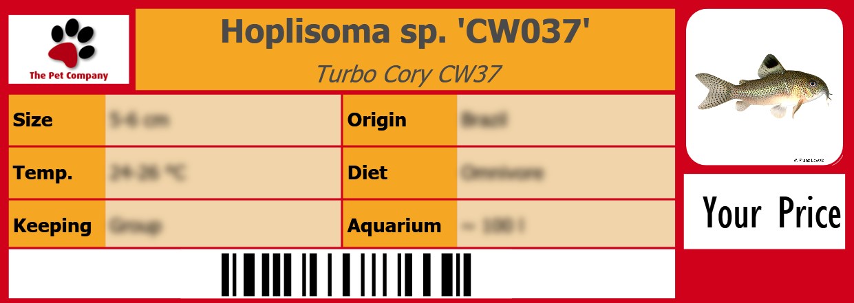 Hoplisoma sp. 'CW037' Turbo Cory CW37 105 x 38 mm