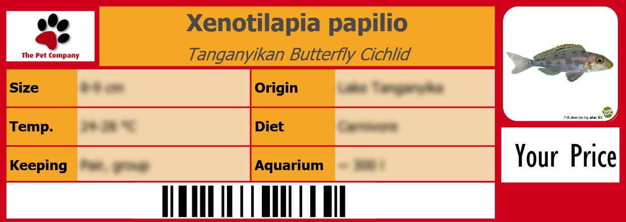 Xenotilapia papilio Tanganyikan Butterfly Cichlid 105 x 38 mm