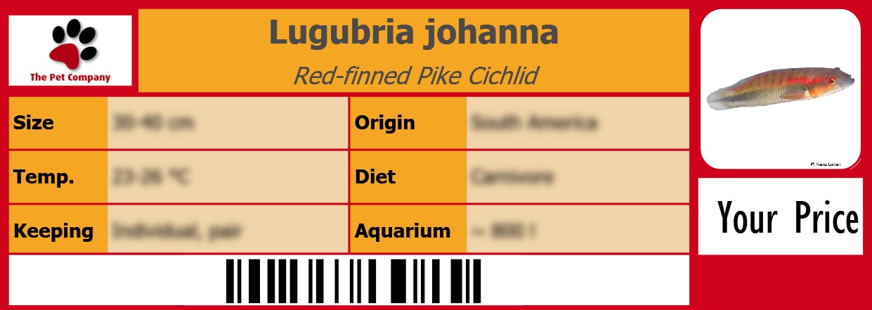 Lugubria johanna Red-finned Pike Cichlid 105 x 38 mm