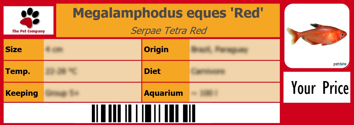 Megalamphodus eques 'Red' Serpae Tetra Red 105 x 38 mm