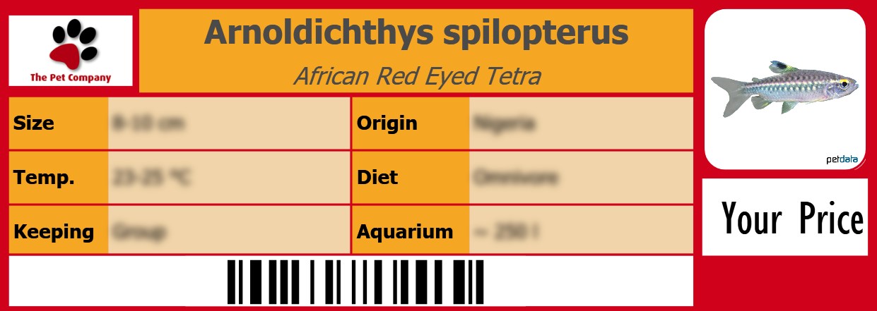 Arnoldichthys spilopterus African Red Eyed Tetra 105 x 38 mm