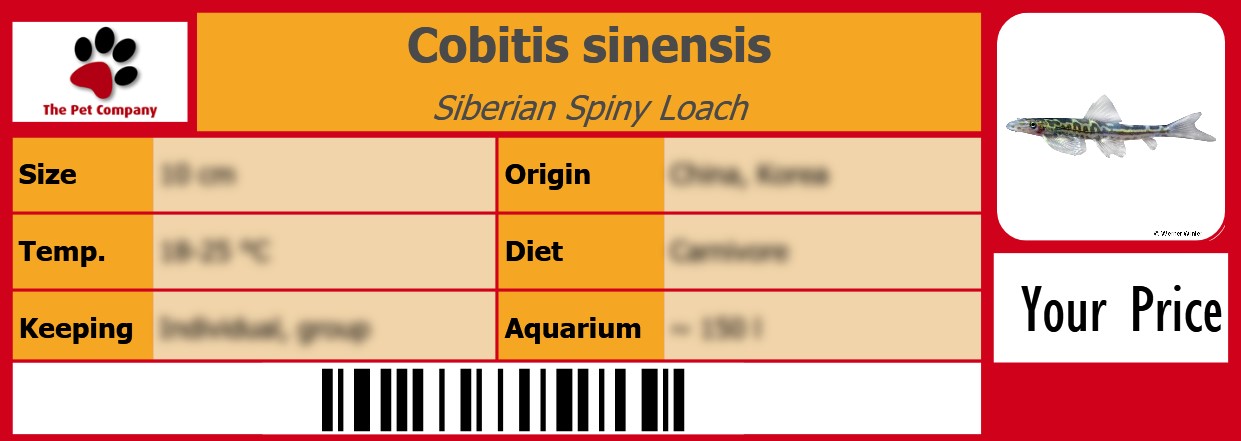 Cobitis sinensis Siberian Spiny Loach 105 x 38 mm