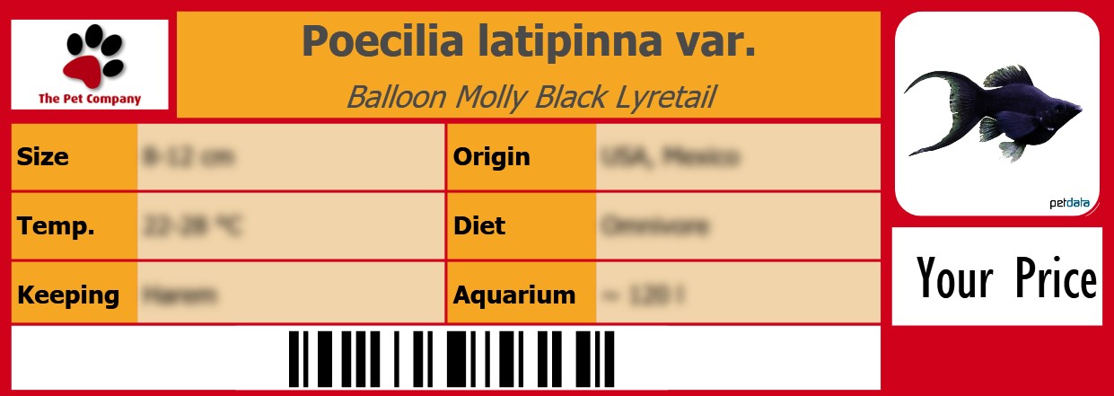Poecilia latipinna var. Balloon Molly Black Lyretail 105 x 38 mm