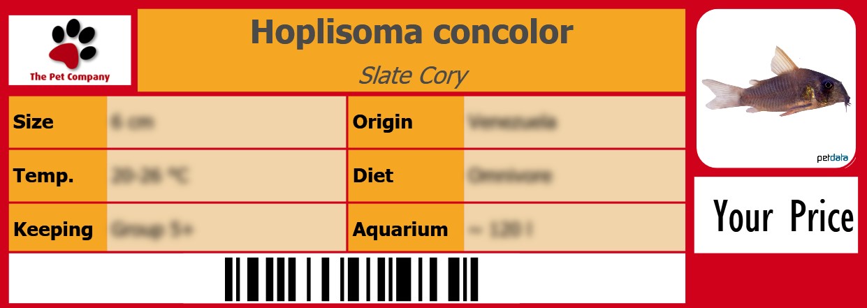 Hoplisoma concolor Slate Cory 105 x 38 mm